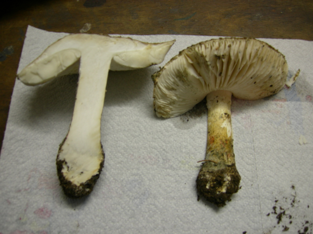 funghi a lamelle da determinare